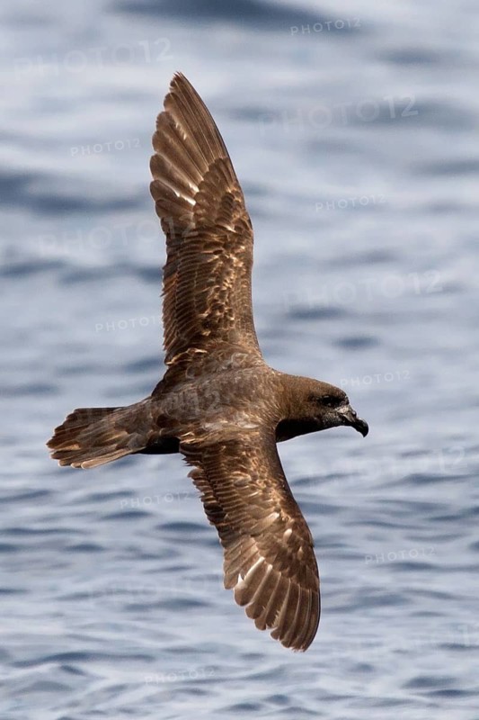Providence Petrel (Pterodroma solandri) flying, New South Wales, Australia