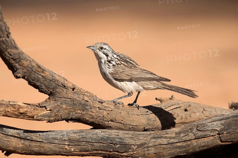 Striped Honeyeater (Plectorhyncha lanceolata) perched on an old tree trunk, Queensland, Australia