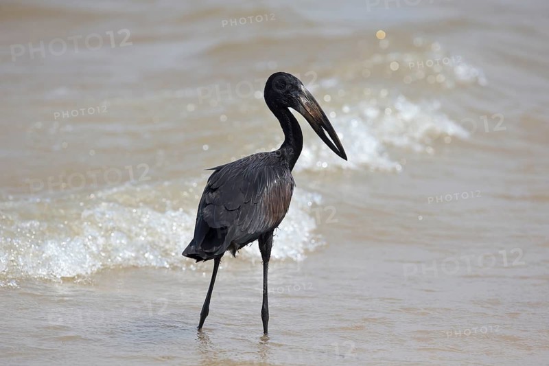 African Openbill (Anastomus lamelligerus) foraging, Semuliki National Park, Uganda