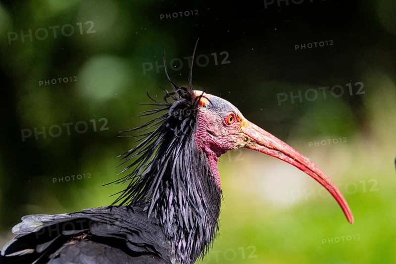 Northern Bald Ibis (Geronticus eremita) Captive Germany