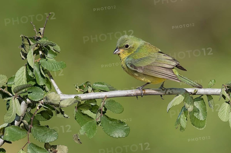 Painted Bunting (Passerina ciris) female on a branch, Texas, USA
