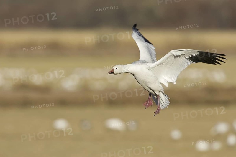 Snow Goose (Anser caerulescens), New Mexico, USA