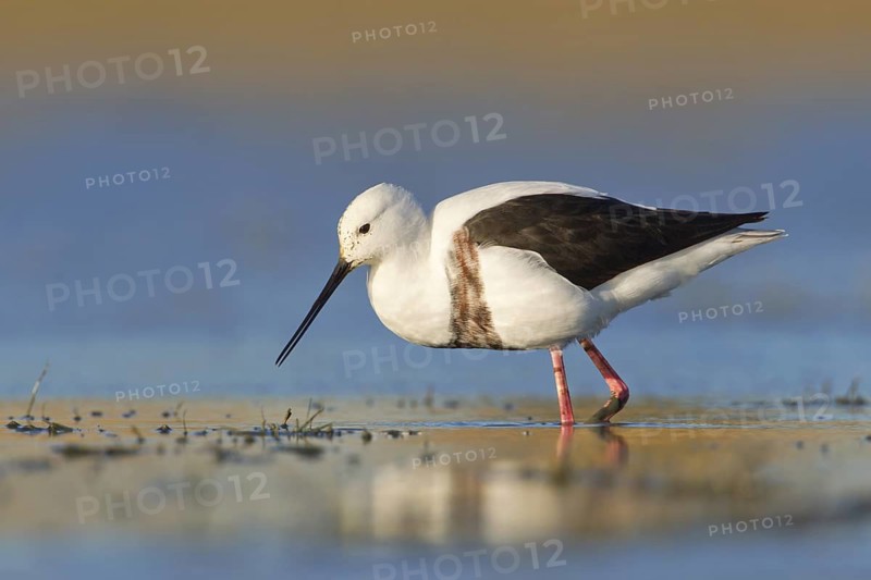 Banded Stilt (Cladorhynchus leucocephalus), Victoria, Australia