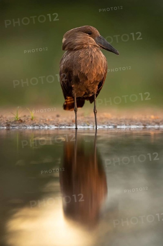 Hamerkop (Scopus umbretta), South Africa