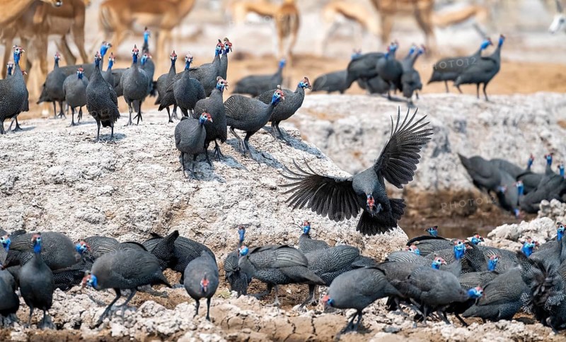 Helmeted guinea fowl (Numida meleagris), flock at the waterhole, Nxai Pan National Park, Botswana