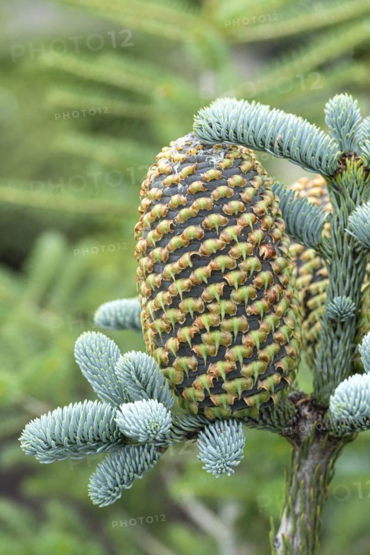 Noble fir (Abies procera 'Glauca'), Cambridge Botanical Garden, Germany