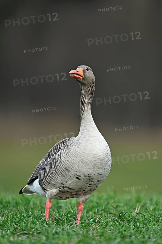 Greylag goose (Anser anser), standing in a meadow, Switzerland