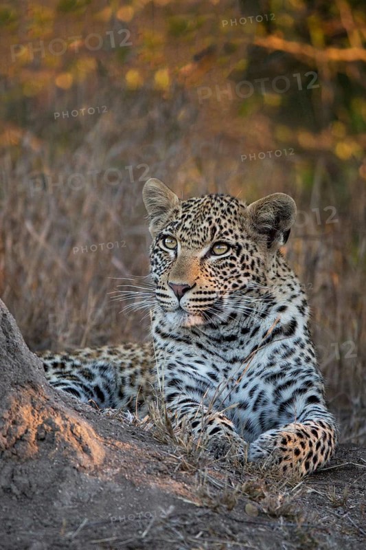 Leopard (Panthera pardus) immature portrait, Sabi Sands, South Africa