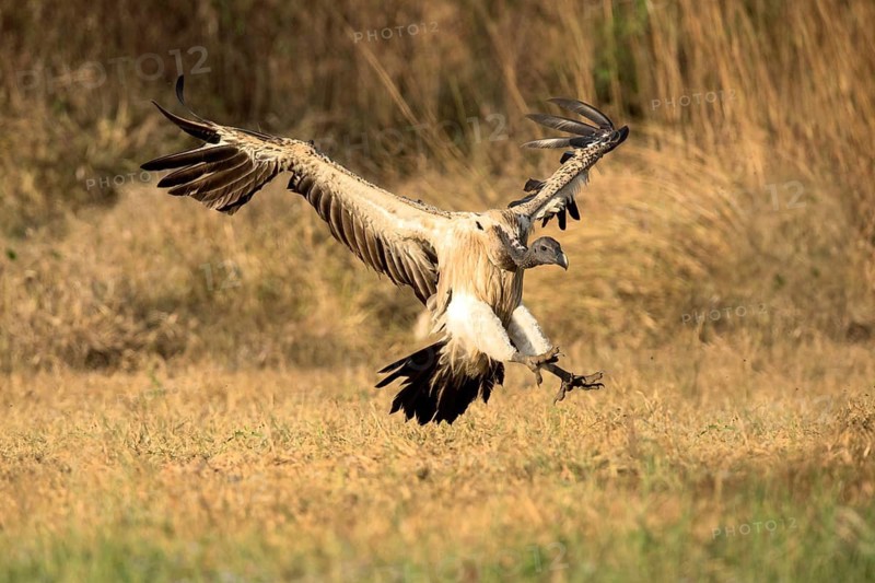 Slender-billed Vulture (Gyps tenuirostris) landing, Preah Vihear, Cambodia