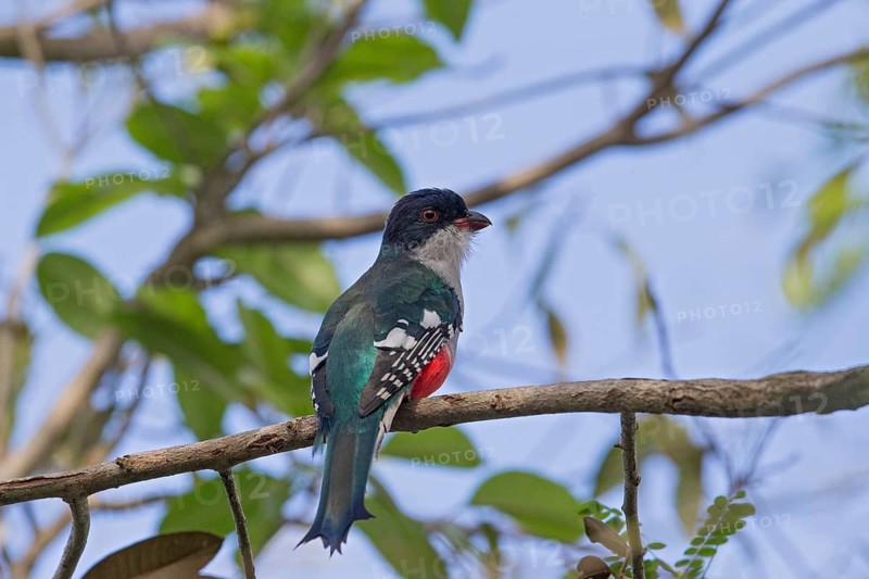 Cuban Trogon (Priotelus temnurus), Cuba