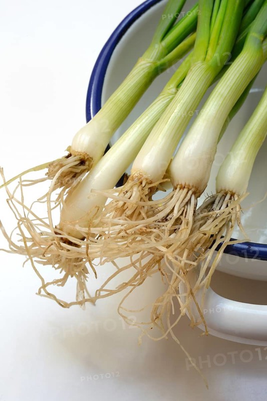 Spring onion with roots in skin, onion