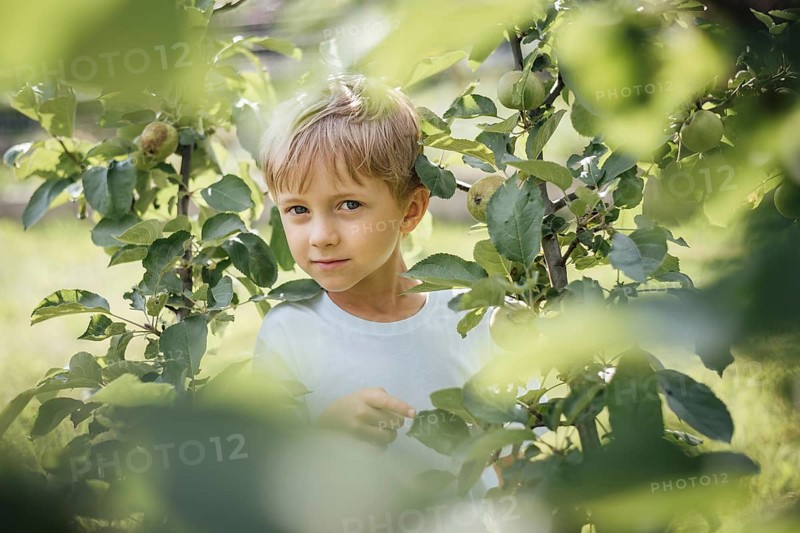 5-6 year old boy looking through the branches of apple tree