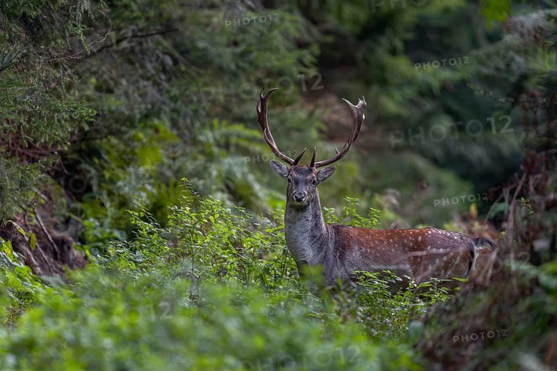Fallow deer (Dama dama) crossing a forest aisle, autumn, rut, fallow deer rut, October, Germany