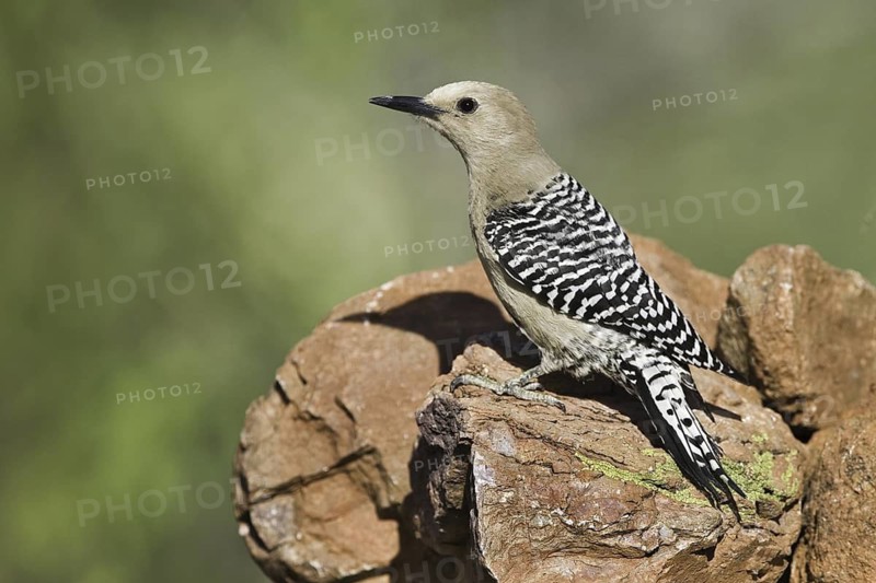 Gila Woodpecker (Melanerpes uropygialis), Arizona, USA