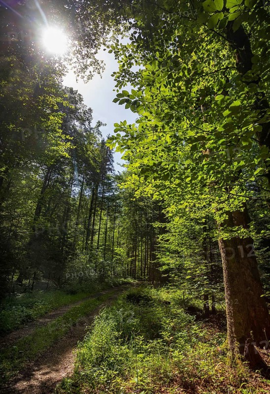 Forest path through light-flooded deciduous forest, forestry, summer, Mondseeland, Salzkammergut, Upper Austria, Austria