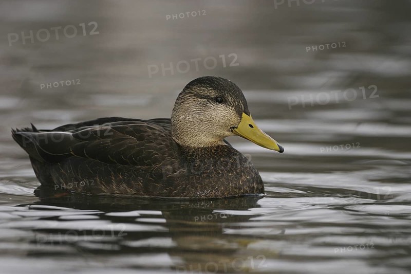 American Black Duck (Anas rubripes), Ohio, USA