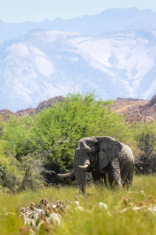 African elephant (Loxodonta africana), in the green Ugab river valley, desert elephant and herd of goats, conflict between wildlife and humans, Damaraland, Erongo, Namibia