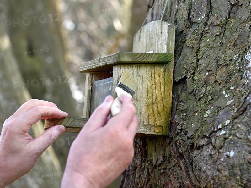 Paint squirrel feeder with linseed oil, Schleswig-Holstein, Germany
