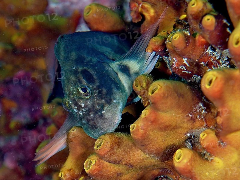 Red-lipped blenny (Ophioblennius atlanticus atlanticus)
