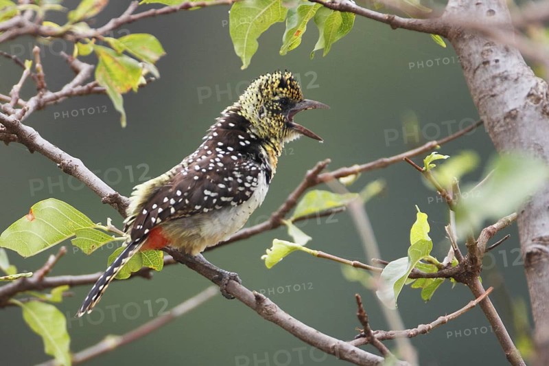 D'Arnaud's Barbet (Trachyphonus darnaudii) calling, Masai Mara, Kenya