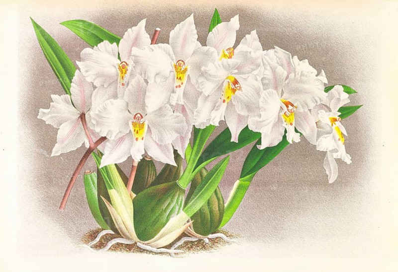 Orchid, Odontoglossum alexandrae, authentic reproduction of an illustration by Jean Jules Linden (1817 - 1898), Luxembourgish-Belgian botanist, one of the fathers of orchid research, Historical