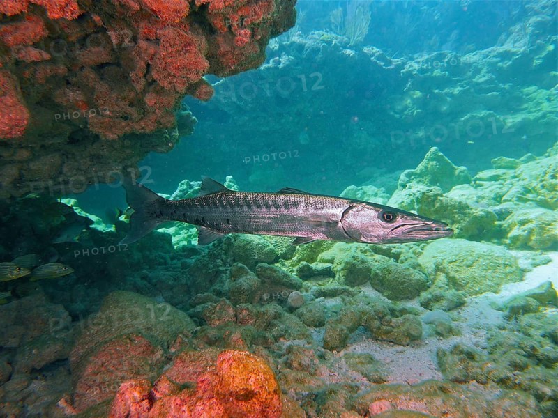 Barracuda (Sphyraena barracuda)