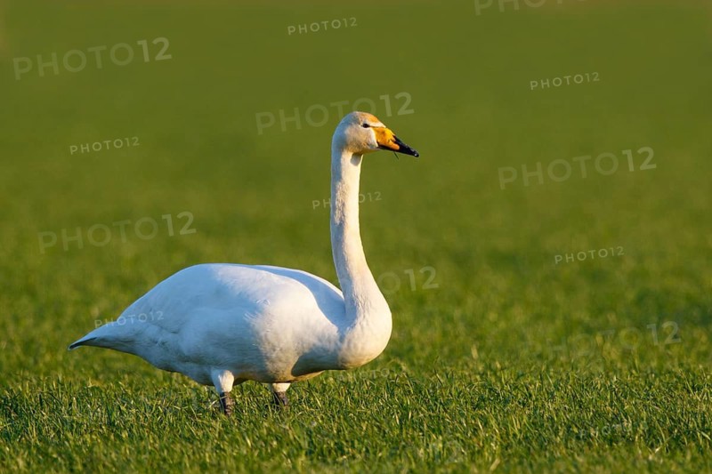Whooper Swan (Cygnus cygnus), North Rhine-Westphalia, Germany