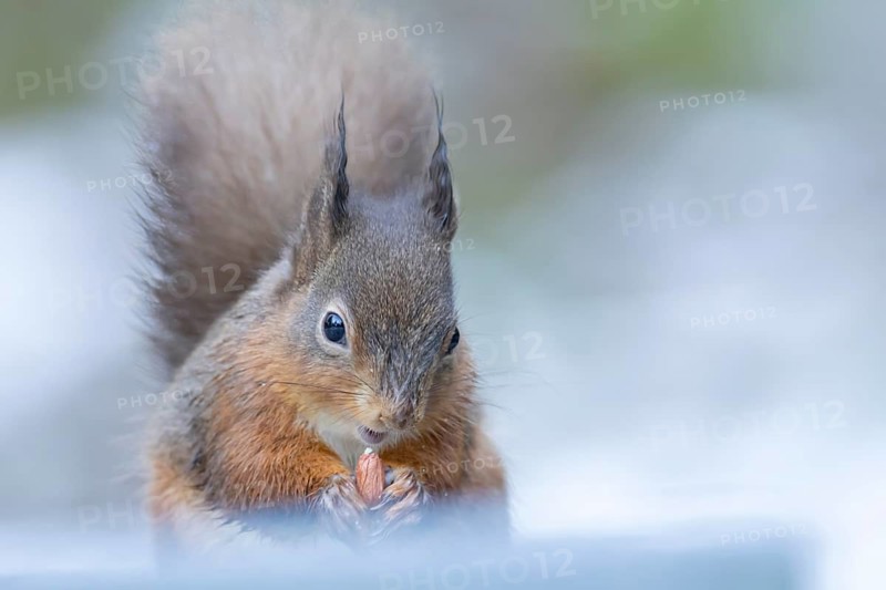 Red squirrel (Sciurus vulgaris) adult animal eating a nut in snow in winter, England, United Kingdom