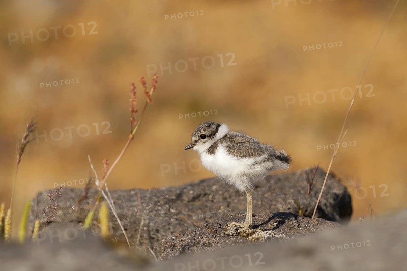 Common Ringed Plover (Charadrius hiaticula), Iceland