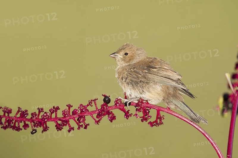Indigo Bunting (Passerina cyanea) female, Ohio, USA