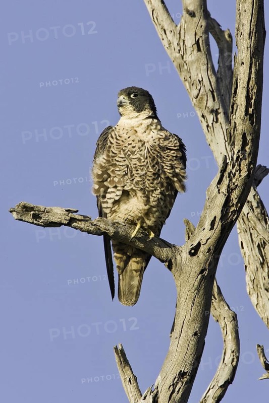 Peregrine Falcon (Falco peregrinus), California, USA