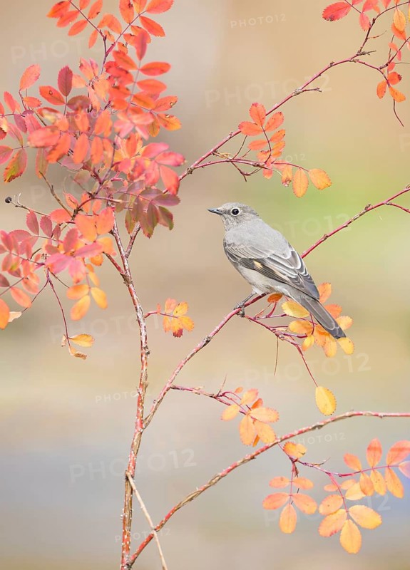 Townsend's Solitaire (Myadestes townsendi) perched on a branch, Colorado, USA