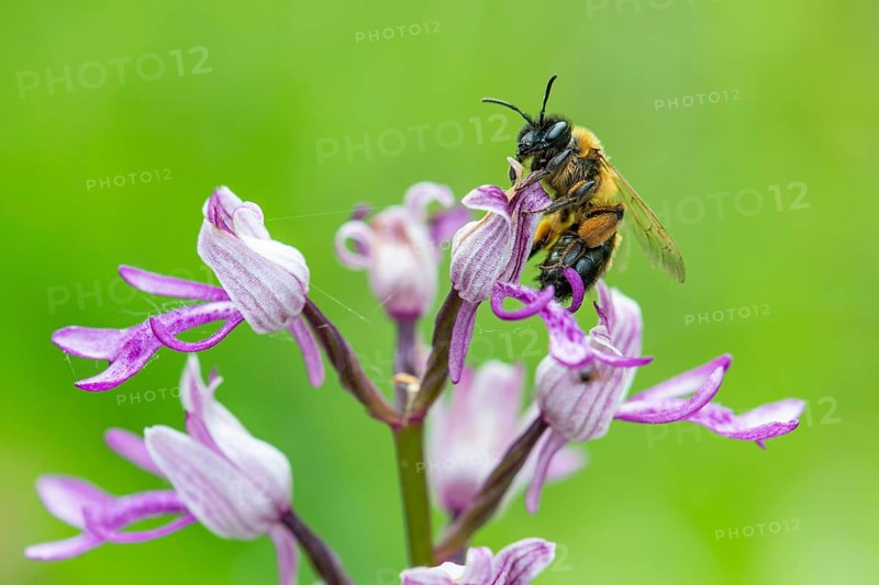 Helm's-orchid (Orchis militaris), Leutra, Jena, Thuringia, Germany