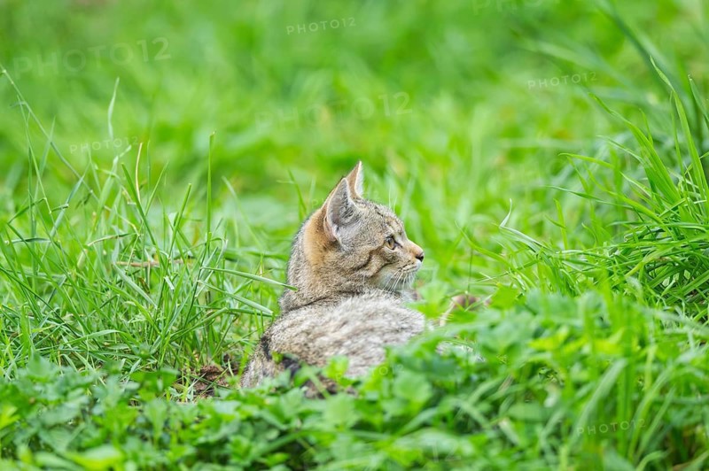 European wildcat (Felis silvestris silvestris) on a meadow, Hesse, Germany