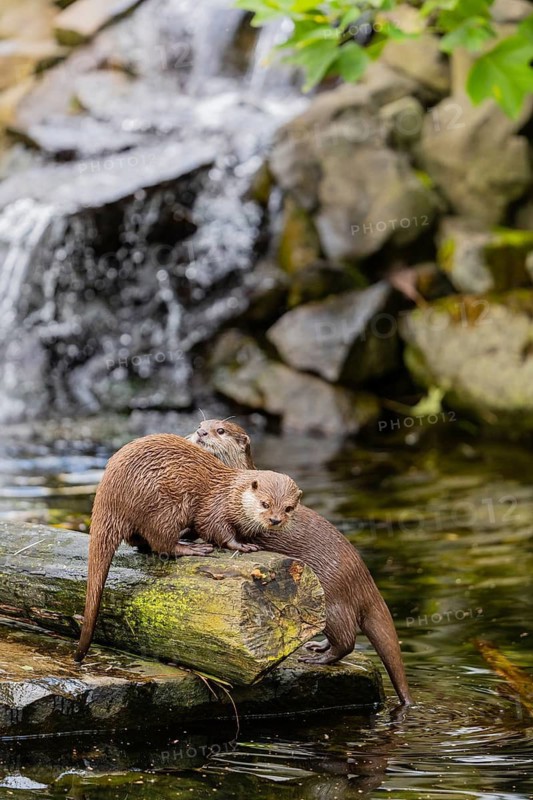 Two oriental small-clawed otter or Asian small-clawed otter (Aonyx cinerea), standing on a log surrounded by water and a little cascade in the background