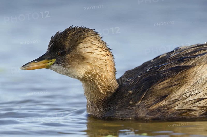 Little Grebe (Tachybaptus ruficollis), Schleswig-Holstein, Germany