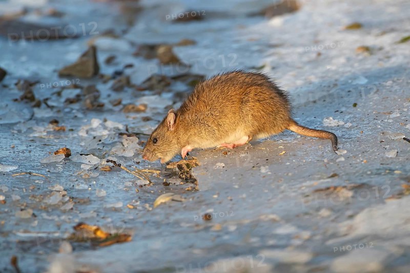 Brown rat (Rattus norvegicus) adult rodent animal searching for food on a frozen lake in winter, England, United Kingdom