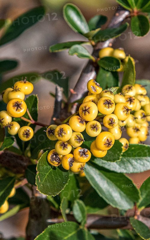 Firethorn (Pyracantha SAPHYR JAUNE), Saxon State Office for the Environment, Germany