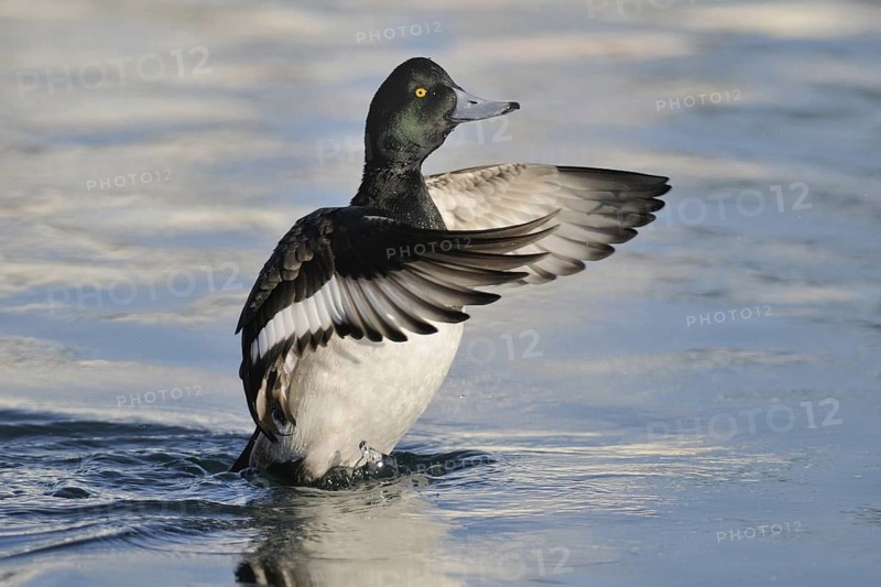 Greater Scaup (Aythya marila) male, Hokkaido, Japan