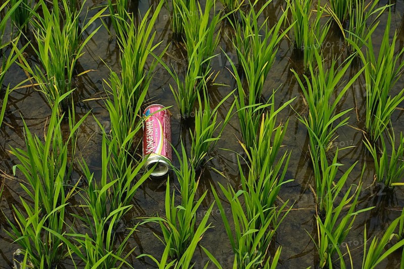 Pollution in a rice field, Odisha state, India, beer can dumped in the nature