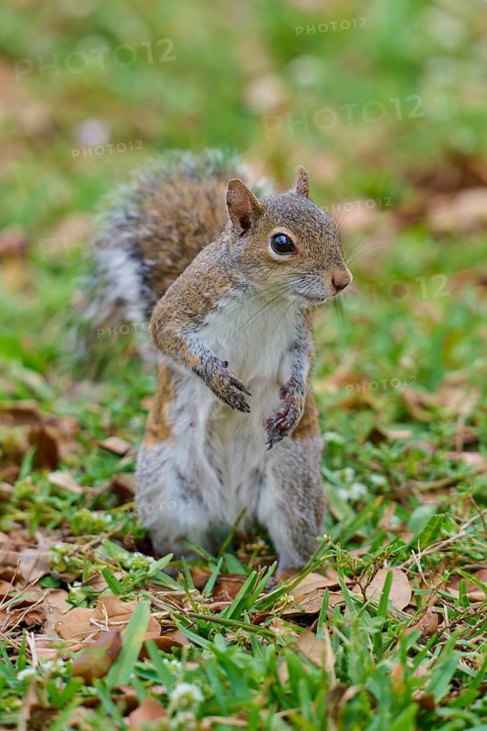 Grey Squirrel (Sciurus carolinensis), on meadow, springtime, Florida, USA