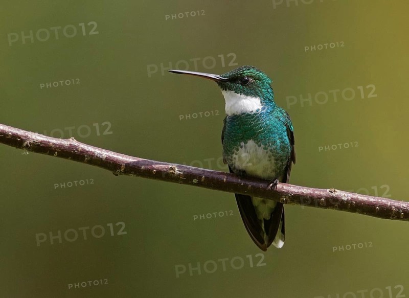 White-throated Hummingbird (Leucochloris albicollis) perched on a branch, Rio de Janeiro, Brazil