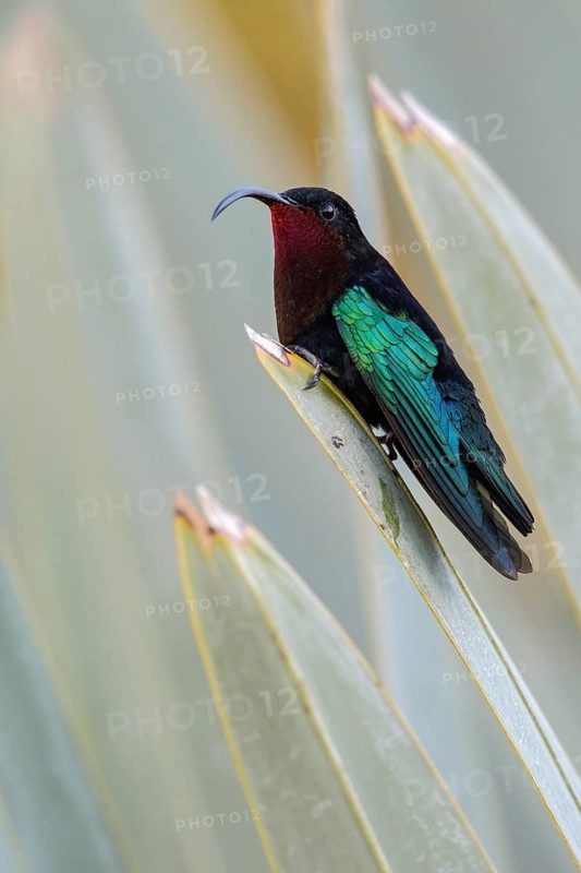 Purple-throated Carib (Eulampis jugularis) perched on a branch on the Caribbean Island of Martinique