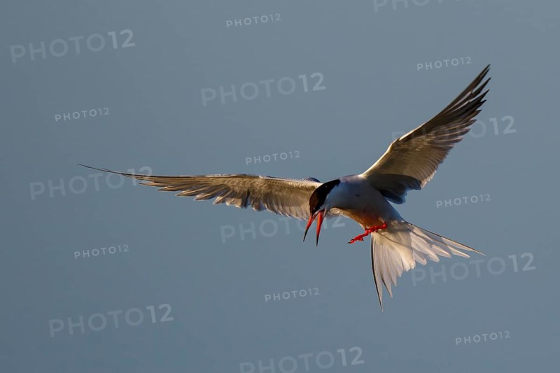 Common Tern (Sterna hirundo) calling in flight, Greece