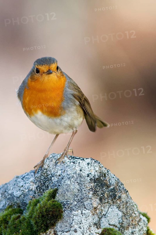 European Robin (Erithacus rubecula), perched on a stone, Galicia, Spain