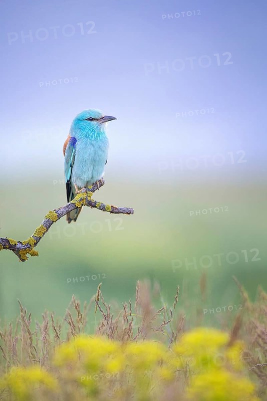 European Roller (Coracias garrulus), Bulgaria