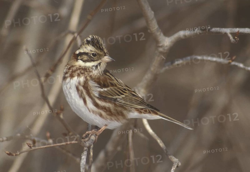 Rustic Bunting (Emberiza rustica) male, Aomori, Japan