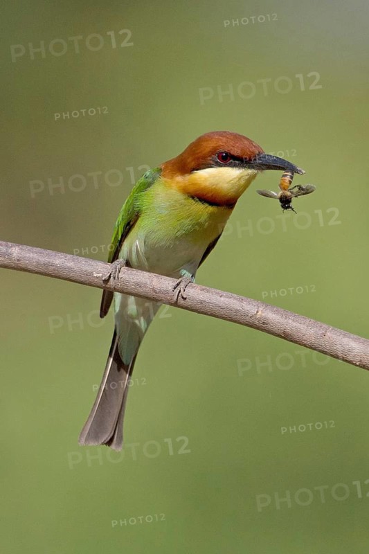 Chestnut-headed Bee-eater (Merops leschenaulti) perched on a branch with bee in beak, Penang, Malaysia