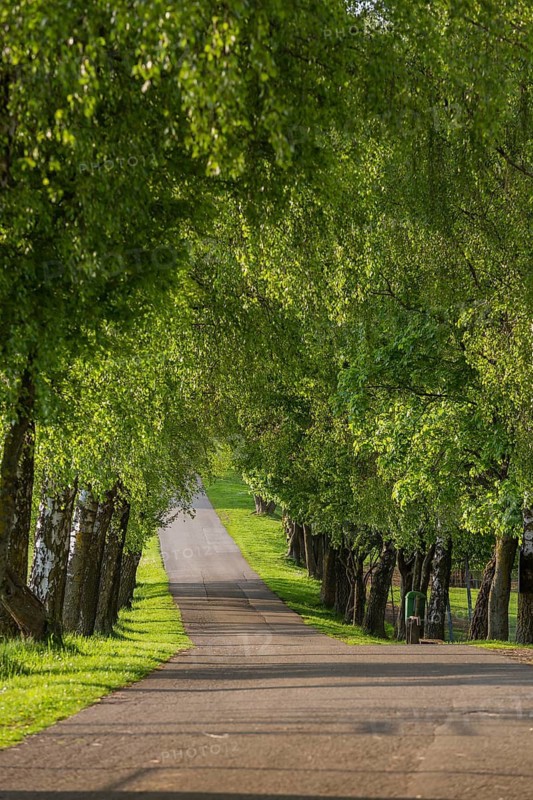 Tree alley in the Mühlviertel, Austria