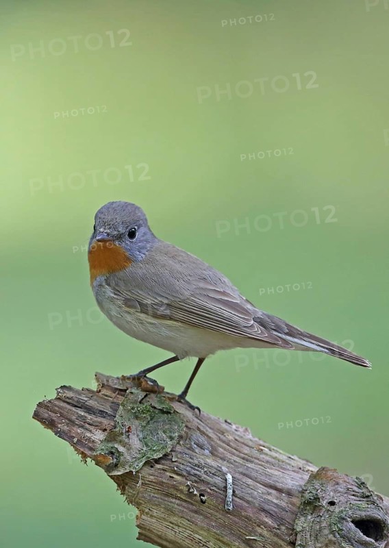 Red-breasted Flycatcher (Ficedula parva) perched on a branch, Brandenburg, Germany